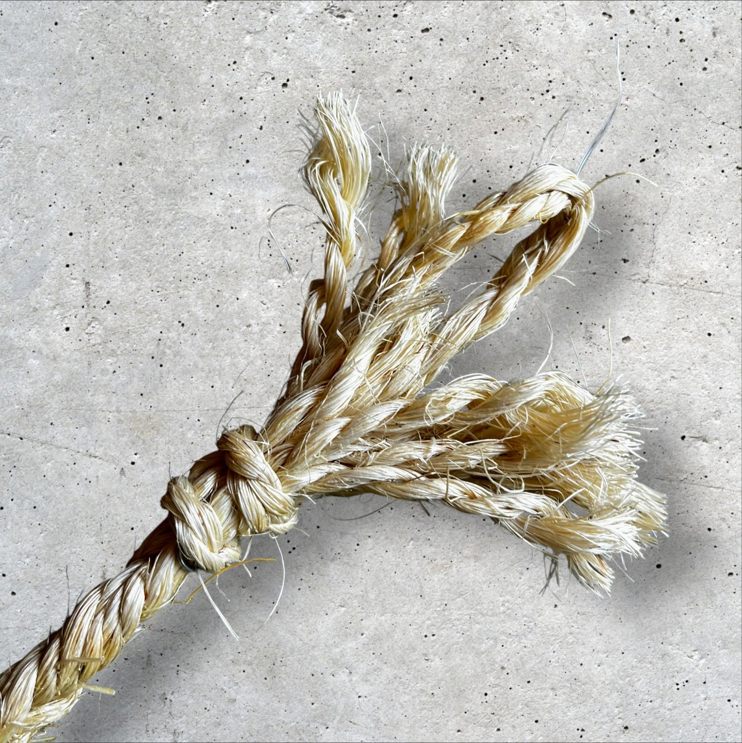 Multi color chili peppers loop