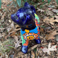 Chihuahua Talavera pottery front